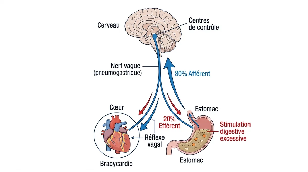 Schéma du nerf vague reliant estomac et cœur expliquant le malaise vagal