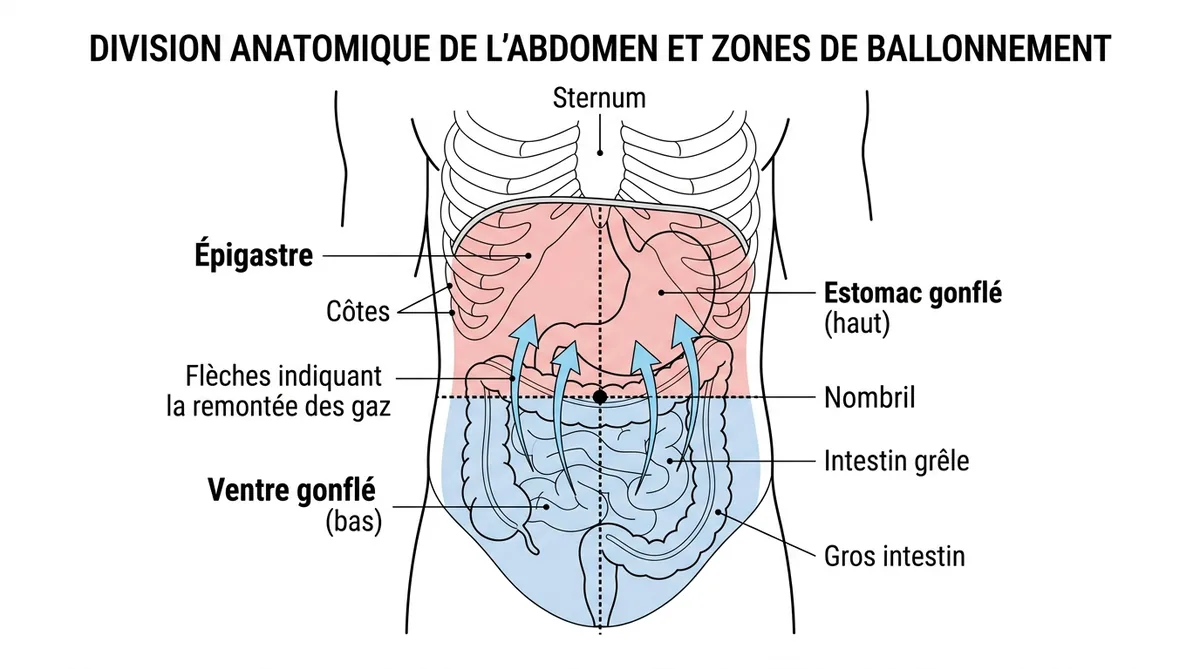 Schéma anatomique épigastre et hypogastre distinction ballonnement