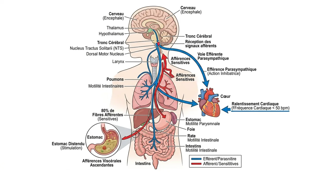 Schéma du nerf vague reliant intestin et cœur mécanisme malaise vagal digestif