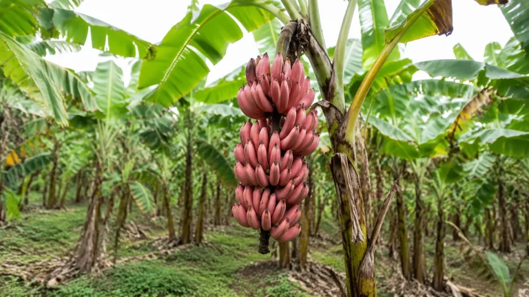 Banane rose origine : goût, maturité et recettes