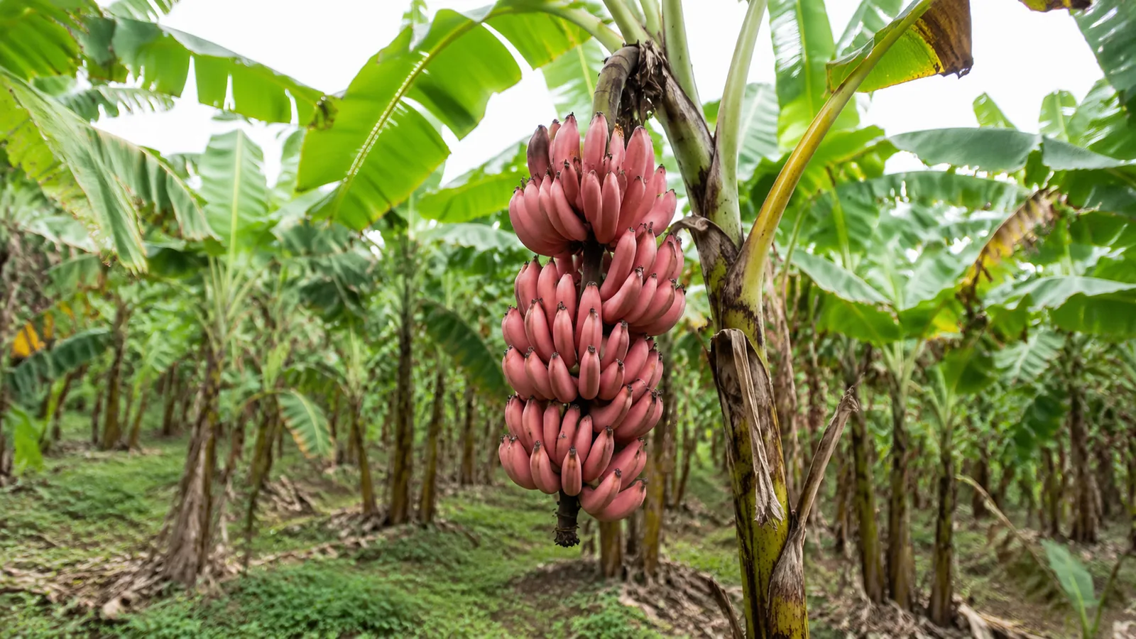 Banane rose origine : goût, maturité et recettes
