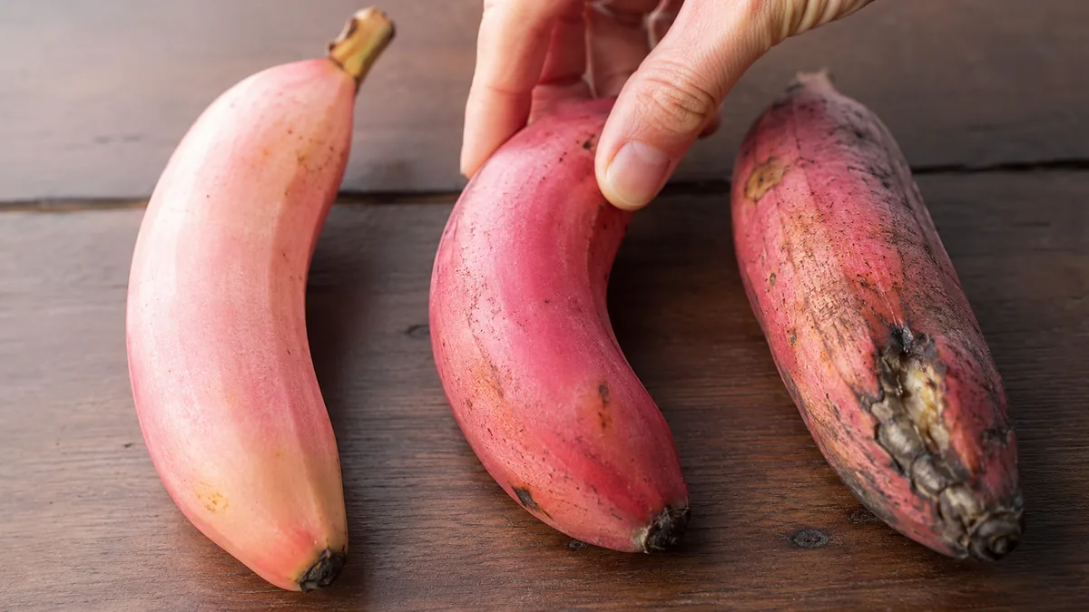 Trois stades de maturité d'une banane rose alimentaire