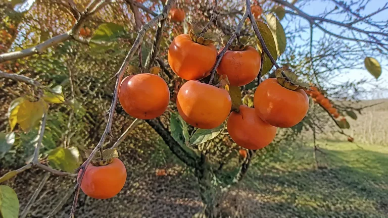 Fruit kaki danger : bienfaits, risques et précautions