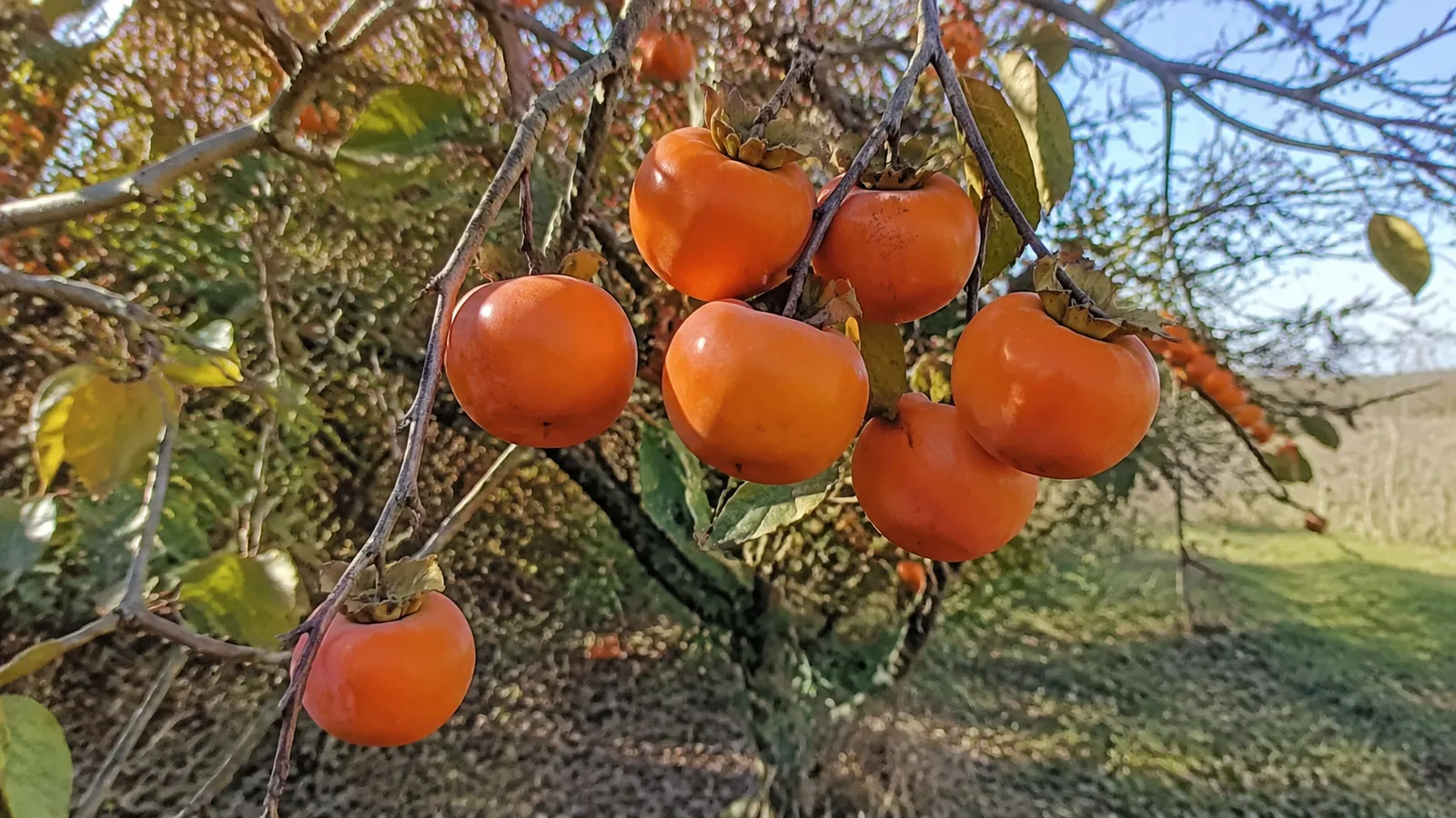 Fruit kaki danger : bienfaits, risques et précautions
